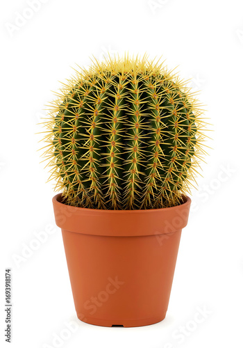 Golden Barrel Cactus in Pot | Kaktus Bola Emas dalam Pot