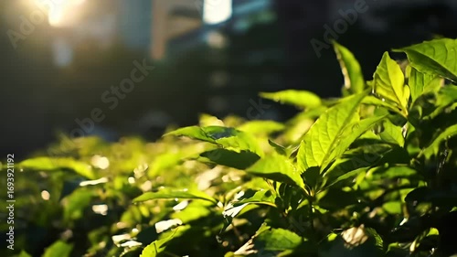 Sunlight dapples dewy green leaves, set against an urban background in soft focus