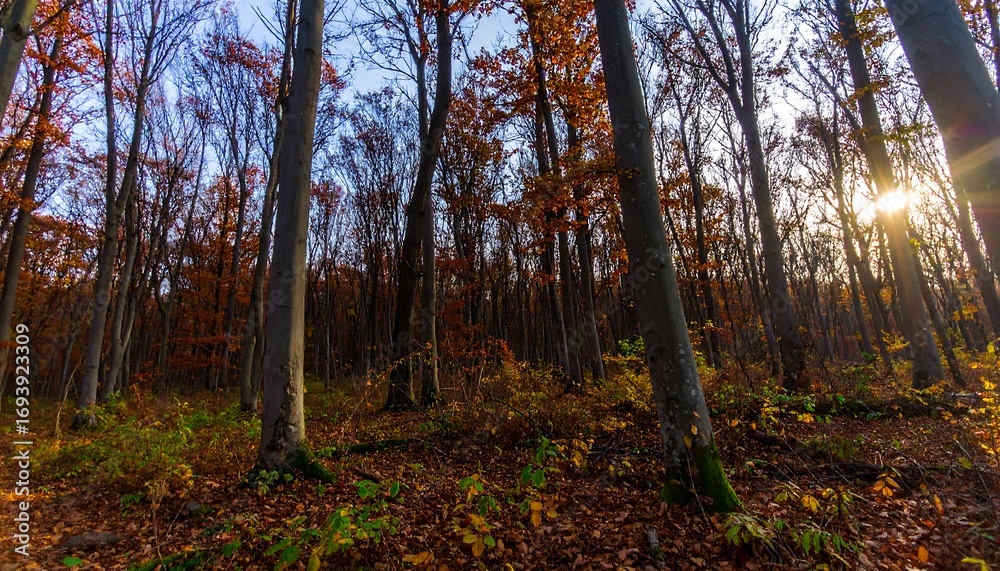 Naklejka premium Autumn forest floor at sunset