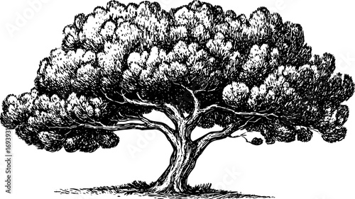 Large tree with spreading branches and detailed foliage in black and white. Vintage hand drawing, botanical vector illustration.