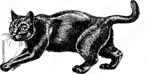 Cat with fur, tail, and eyes in black and white. Realistic handdrawn animal vector illustration with detailed ink sketch outline.
