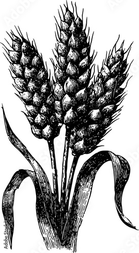 Wheat grain plant with detailed botanical ears. Vintage black and white vector illustration in handdrawn engraving style.