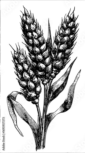 Wheat grain ears and leaves in a vintage botanical style. Black and white sketch vector illustration of a cereal crop plant.