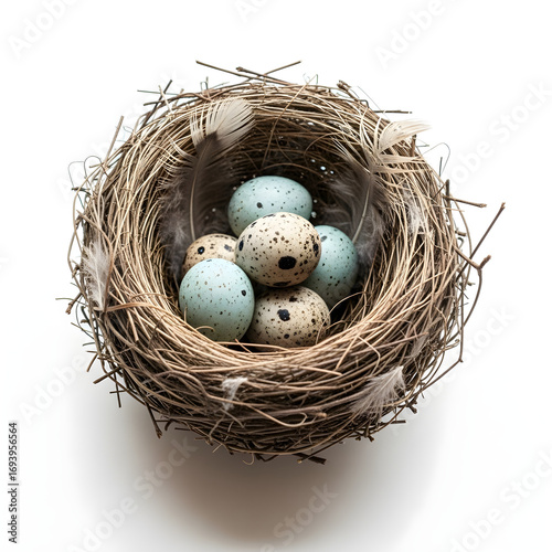 bird nest with eggs