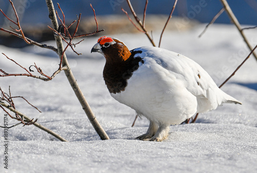Camouflage in Crystal Silence (ptarmigan / perdiz nival)