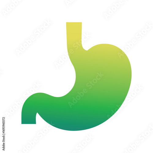 Minimalist stomach line drawing for clinical presentation