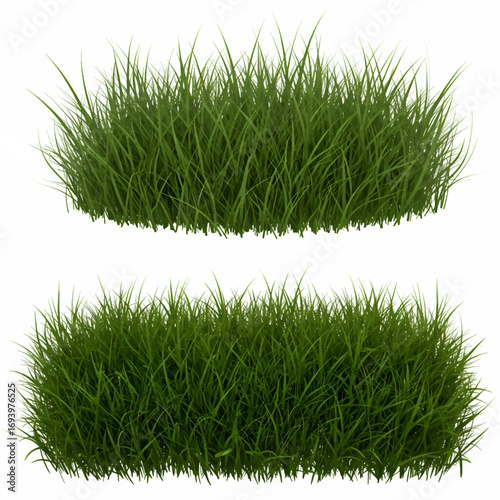 Realistic Grass Vector