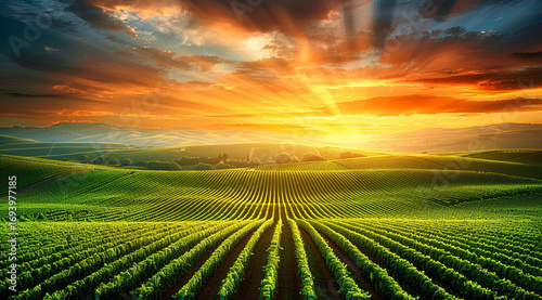 sunset over field,Fresh green plants growing in a field at sunrise. Agricultural landscape,Sunrise on a corn field