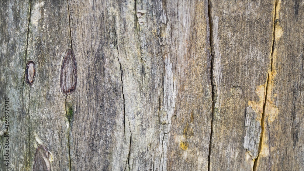 Close-up macro shot of weathered, textured wood with vertical cracks and variations in color Close-up macro shot of weathered, textured wood with vertical cracks and variations in color