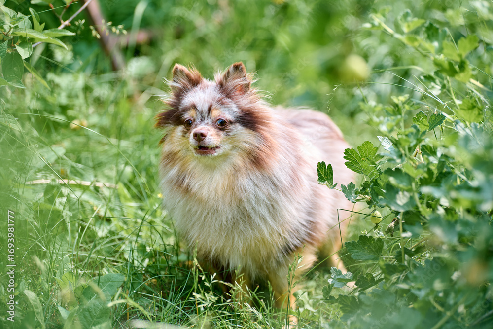 Obraz premium Vibrant sunlight bathes pomeranian spitz exploring dense greenery. Fluffy coat contrasts with verdant surroundings. Image captures playful curiosity, natural beauty