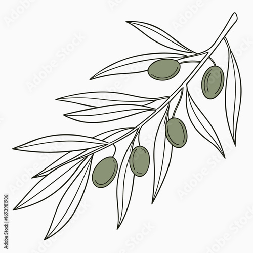 Organic olive branch vector illustration with leaves and fruit for natural floral design