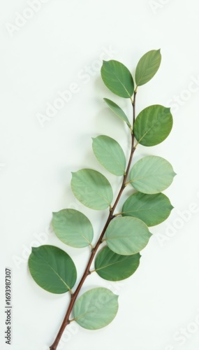 Elegant green eucalyptus branch against white, natural floral design, clean, greenery, spring
