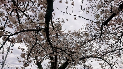 Cherry Blossoms in Full Bloom on a Cloudy Day