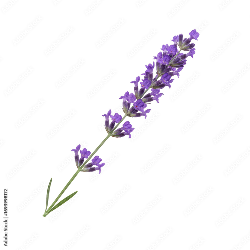 Naklejka premium Delicate purple lavender sprig blossoms with green stem and leaves, perfect for natural beauty and wellness.
