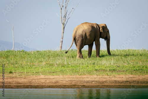 Bild auf Leinwand Sri Lankan elephant grazes near Gal Oya lake, seeking food and water