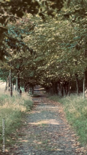 autumn in the park