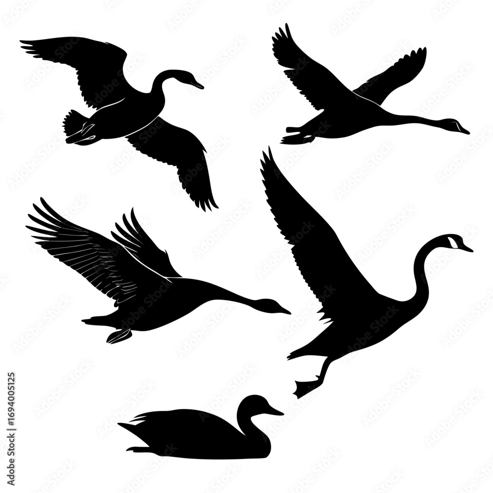 Obraz premium Black silhouettes of flying and swimming ducks and swans duck silhouette swan silhouette
