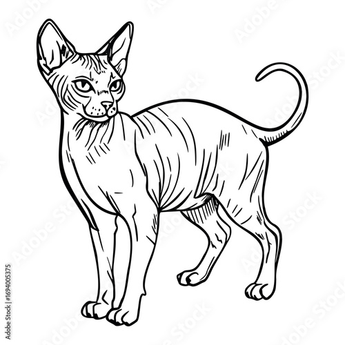 A hairless Sphynx cat stands upright, showcasing its distinctive wrinkled skin and large ears. The cat has a slender body and a playful expression.
