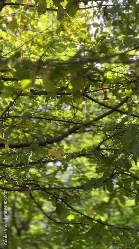 green leaves in sunlight