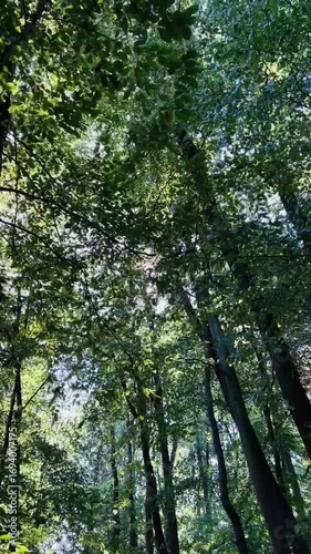 trees in the forest