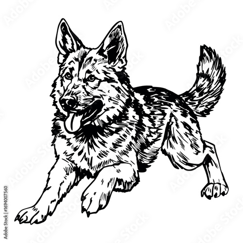 A playful dog with a thick coat and erect ears runs joyfully. The dog has a bushy tail and a happy expression, showcasing its energetic nature.