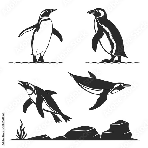 Four penguins in different poses swimming and standing wildlife animal