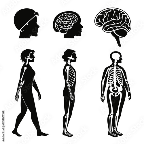 Human anatomy silhouettes brain skeleton body parts vector