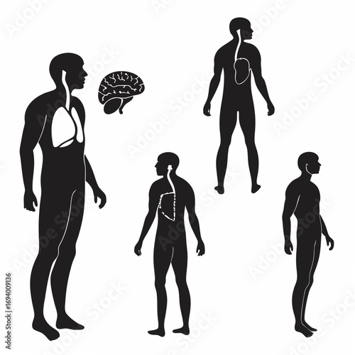 Human body silhouettes internal organs brain lungs liver human anatomy