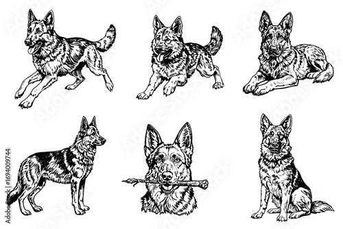 Six illustrations of German Shepherd dogs in various poses. The dogs are depicted in black and white, showcasing their distinct features and expressions.