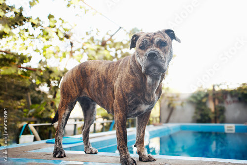 Wallpaper Mural Ca de Bou dog stands on the edge of the pool and looks at the camera Torontodigital.ca
