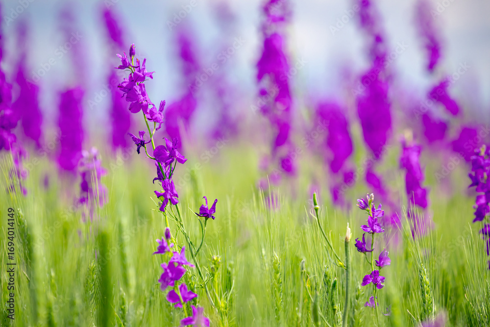 Obraz premium Purple wildflowers among young spiked green wheat