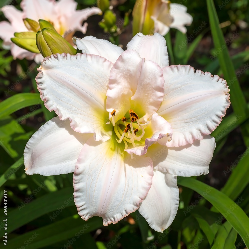 Obraz premium Delicate Pink Lily