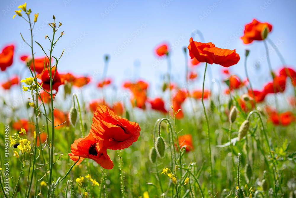 Obraz premium Colorful red poppy field