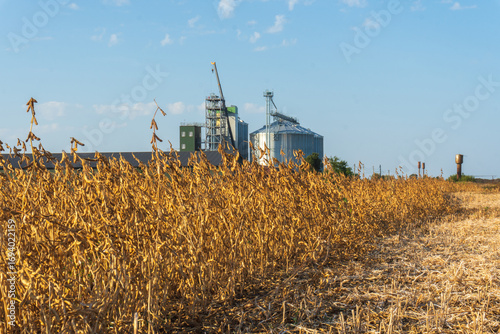 Fields of mature soybeans ready for harvest near agricultural storage facilities during late summer