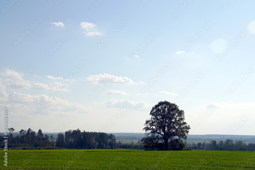 Obraz premium A mighty lonely oak tree in a field. A beautiful view. Warm September. Indian summer.