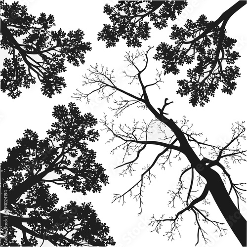 Black tree branches and foliage silhouettes against white overhead view