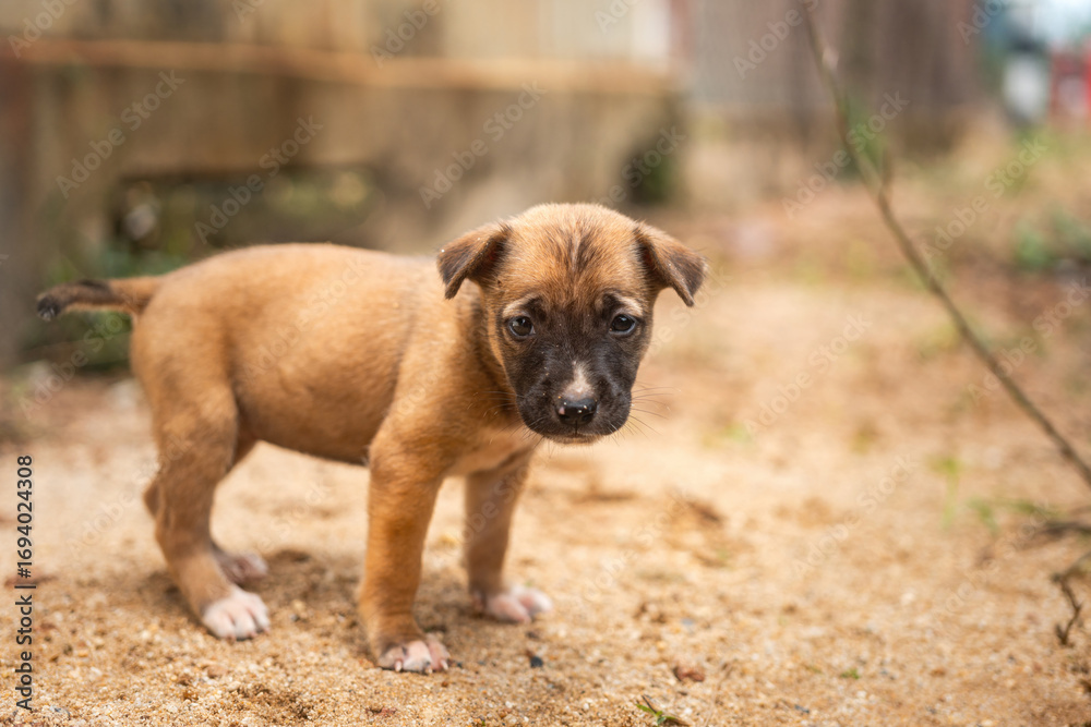 Fototapeta premium Lonely poor puppy dog living on drity ground, looking and waiting for feed. Animal living in difficult environment, portrait photo.