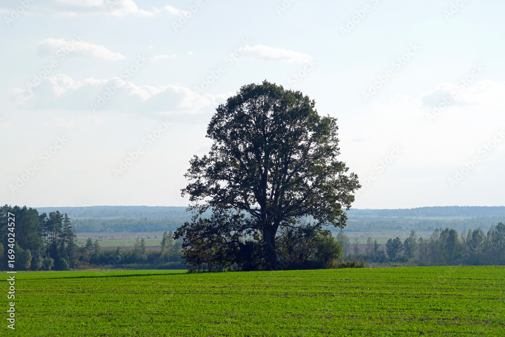Obraz premium A mighty lonely oak tree in a field. A beautiful view. Warm September. Indian summer.