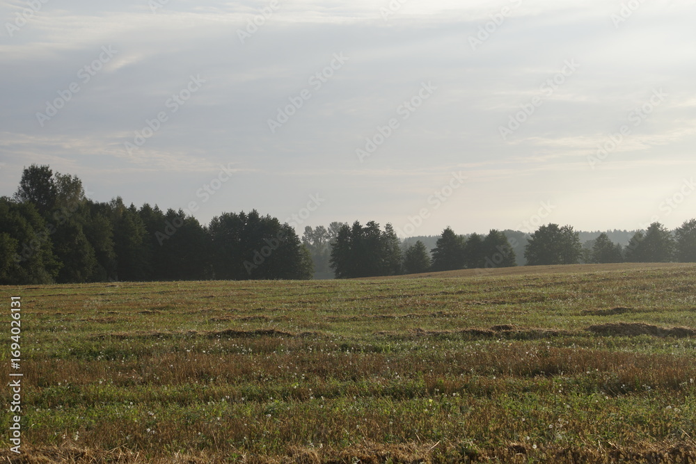Obraz premium September morning. Harvested grain, field, forest and sky. Horizon. Landscape.