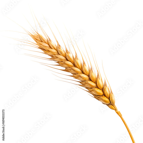 A single golden wheat stalk with long awns isolated on a black background in a diagonal position