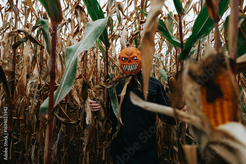 Halloween mood.Jack Lantern Monster in Cornfield .Person Wearing a Scary Halloween Monster Mask.Scary Pumpkin Head in Corn Maze.pumpkin monster and corn cobs on grey autumn sky. 