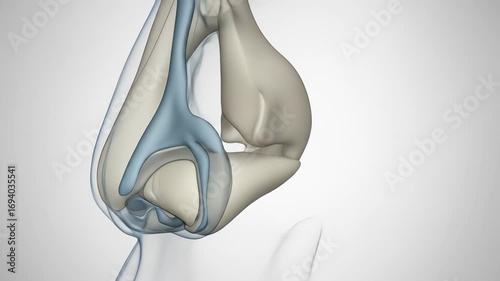 A 3D medical animation showing the cartilage and bone structure of the human nose rotating from a frontal to a side view