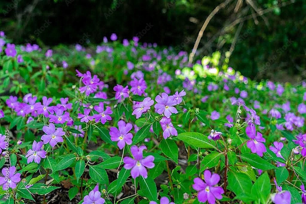 Obraz premium purple flowers in the garden