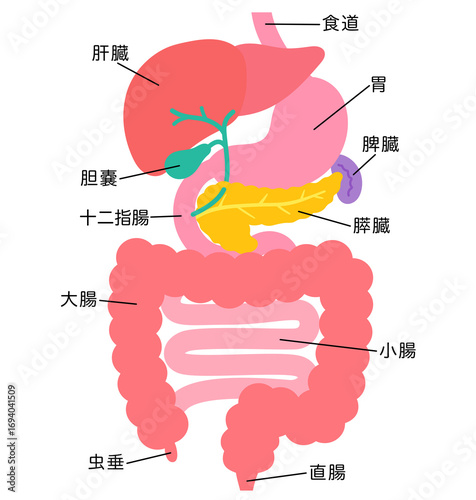 Bild auf Leinwand 消化器系　肝臓　胆嚢　膵臓　胃　十二指腸　臓器の構造