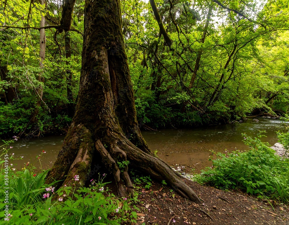 Fototapeta premium Lush forest stream scene