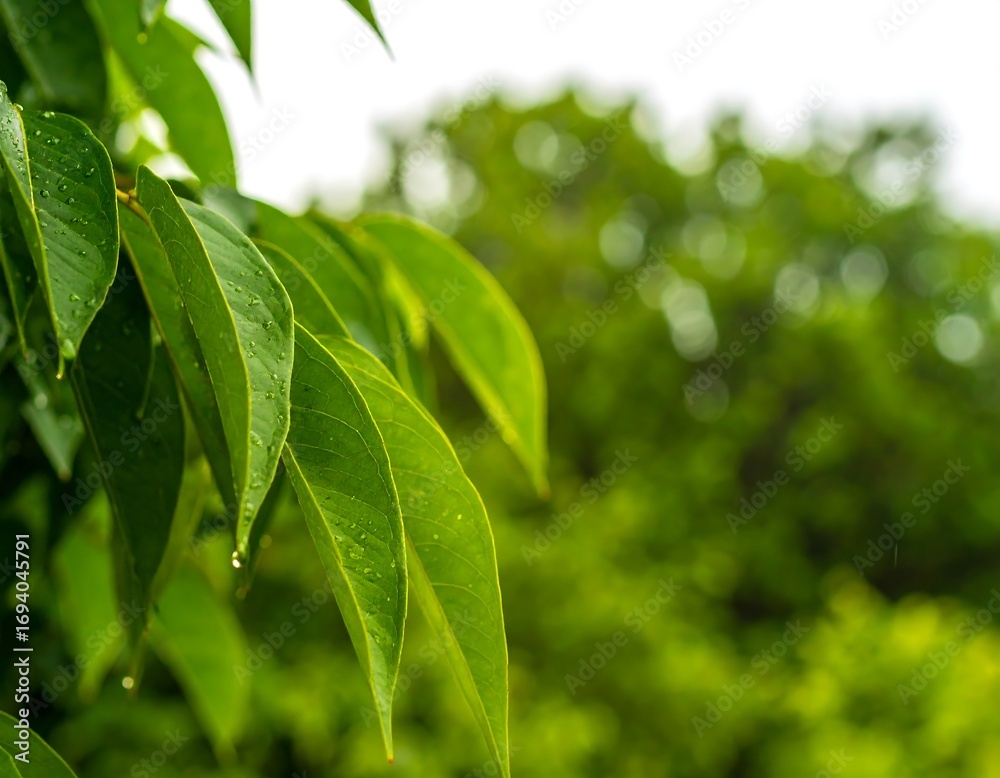 Obraz premium Lush green leaves with water droplets