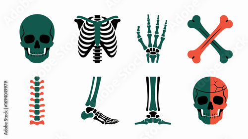 Human Skeleton Bones Illustration for Medical and Educational Use