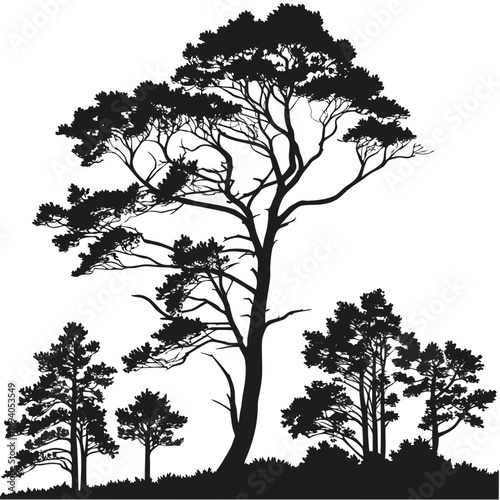 Forest canopy silhouettes with varied pine trees top view