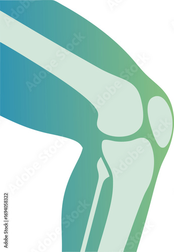 Gradient Style Human Knee Joint Bone Vector Illustration for Medical and Anatomy Health Designs