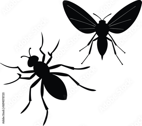Insects on transparent background